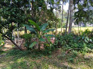 රාගම තේවත්ත පල්ලිය ආසන්නයෙන් වෙළකට මායිම් පර්චස් 8ක්