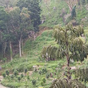 Dik Oya Estate Land Sale - Image 2