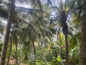 Coconut Land for Sale in Anamaduwa