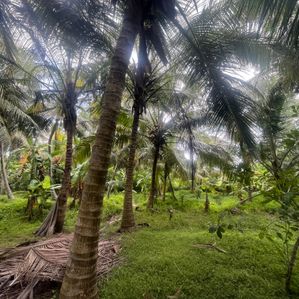 Coconut Land for Sale in Anamaduwa - Image 3