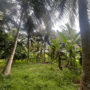 Coconut Land for Sale in Anamaduwa - Image 4
