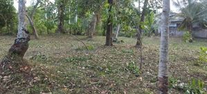 Bare Land for Sale 60 Perch Minuwangoda Nilpangoda