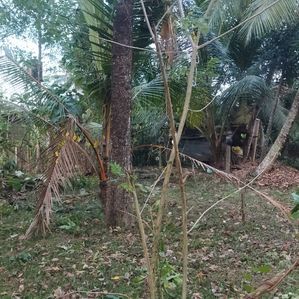 Bare Land for Sale 60 Perch Minuwangoda Nilpangoda - Image 2
