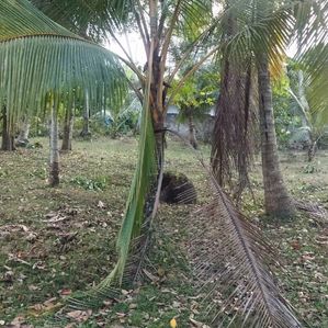 Bare Land for Sale 60 Perch Minuwangoda Nilpangoda - Image 3