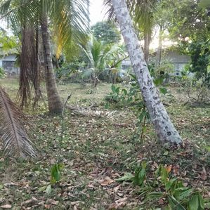 Bare Land for Sale 60 Perch Minuwangoda Nilpangoda - Image 4