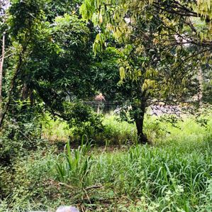 Land for Sale in Moneragala - Image 2