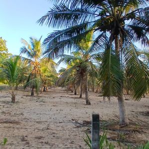 Coconut land for sale in Laya Waves Kalkudah (C7-8358) - Image 2
