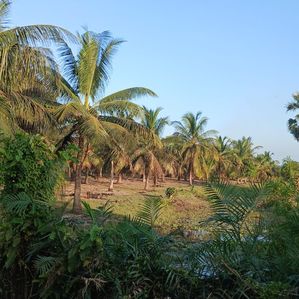 Coconut land for sale in Laya Waves Kalkudah (C7-8358) - Image 3