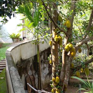 Valuable Land For Sale Battaramulla - Image 4