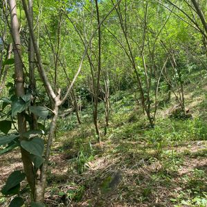 Land For Sale Ginigathhena - Image 3