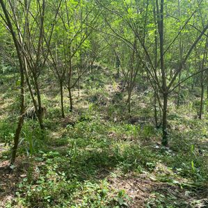 Land For Sale Ginigathhena - Image 4