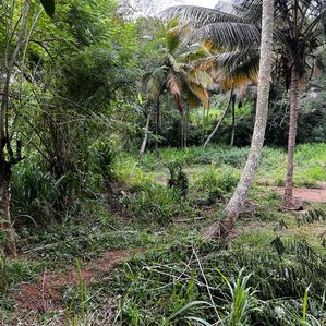 ? *LAND FOR SALE | KANDY TOWN* ?️ - Image 4