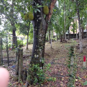 Land for Sale in Mattegoda Adjoining Sri Jayawardenapura University - Image 2
