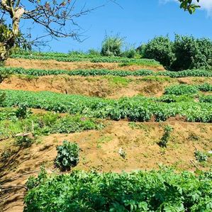 Nuwara Eliya Land For Sale Magasthota(NK106642) - Image 3