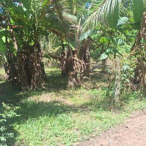 15 P Land for Sale in Minuwangoda Dewalapola - Image 2