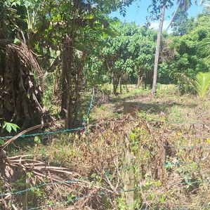 15 P Land for Sale in Minuwangoda Dewalapola - Image 3