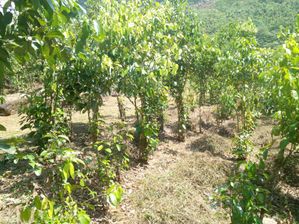 (AF297) 28-ACRE CINNAMON ESTATE FOR SALE IN EHELIYAGODA