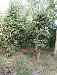 Land for Sale in Anuradhapura