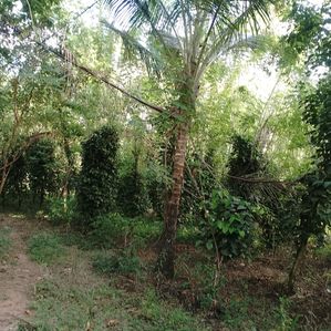 Land for Sale in Anuradhapura - Image 2