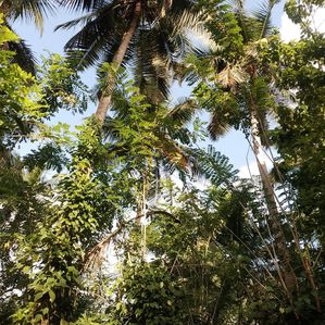 Land for Sale in Anuradhapura - Image 3