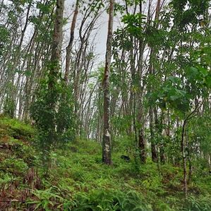 Property with a Villa Agricultural Land for Sale Karandana - Image 3