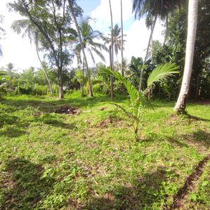 Land for sale panadura alubomulla. - Image 3