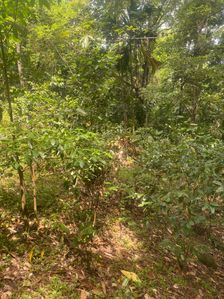 Land for Sale - Kuruwita