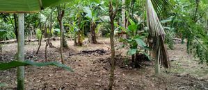 Land Sale in Bandaragama for sale