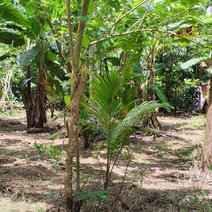 Land Sale in Bandaragama - Image 2