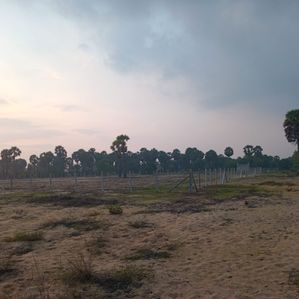 Land for Sale in Batticaloa - Mylampavely - Image 4