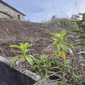 Land for sale in Thalagaha - Image 3