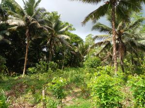 Land for Sale in Padukka