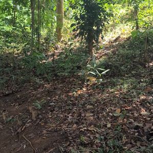 20-Perch Land for Sale - Peradeniya/ Gannoruwa - Image 3