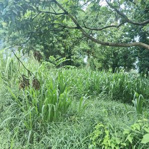 Prime 20-Perch Lands for Sale in Kurunegala - Image 3