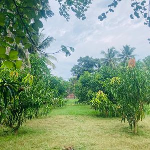 Land For Sale in Tissamaharama - Image 2