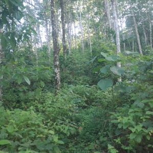 Land for Sale Galapitamada - Image 2