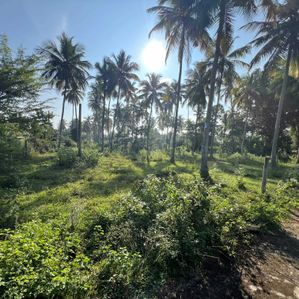 Land for Sale in Weeraketiya - Tangalle Road - Image 2