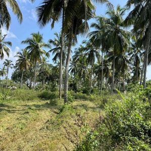 Land for Sale in Weeraketiya - Tangalle Road - Image 4