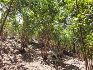 Land for Sale in Uluvitike Galle