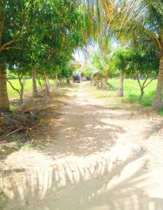Land with Farmhouse - Pankudaveli