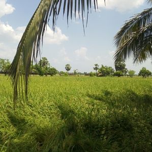 Land with Farmhouse - Pankudaveli - Image 4