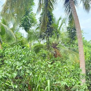 57-Perch Land for Sale in Mirissa,Udupila - Image 2