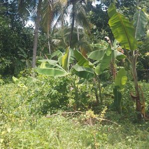 Lake view Land for Sale - Ibbagamuwa- - Image 2