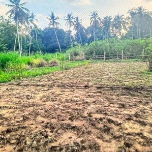 පල්ලෙබැද්ද වලව් වත්ත ඉඩම් - Image 4