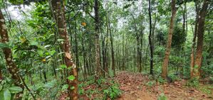 4 1/2 Acre Land For Sale at Ambepussa