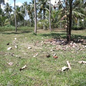 Land for Sale Wariyapola - Image 2