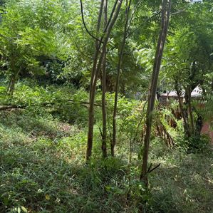 Land for Sale near Zahira College matale - Image 3