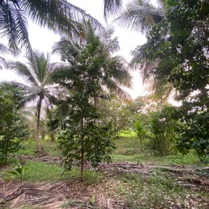 Land for Sale Wariyapola - Image 4