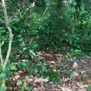 Land for Sale Kottawa Near the Town - Image 2
