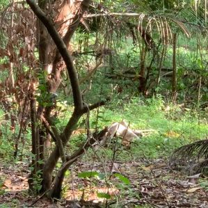 Land for Sale Kottawa Near the Town - Image 3